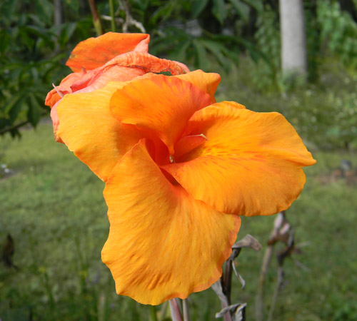 33 Different Types of Canna Lilies