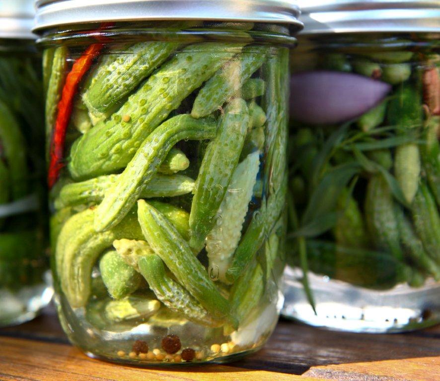 Hungry Naturalist Vol. 2 No. 17 Homemade Cornichon