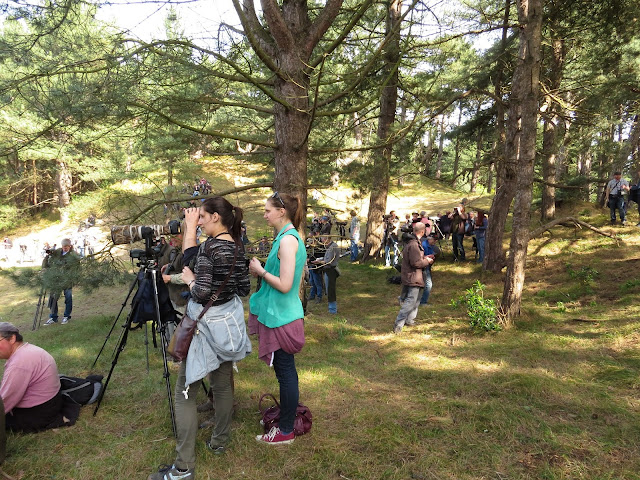 Citril Finch twitch - Holkham, Norfolk