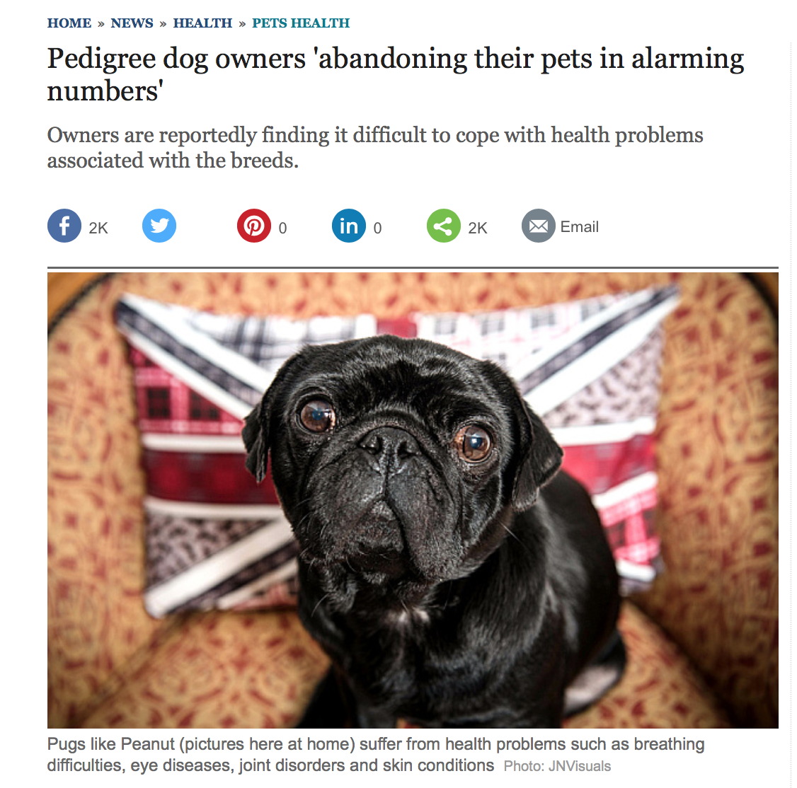 average cost of a pug pedigree dogs exposed the brachy week the price of pugs average cost of a pug pedigree dogs exposed the brachy week the price of pugs