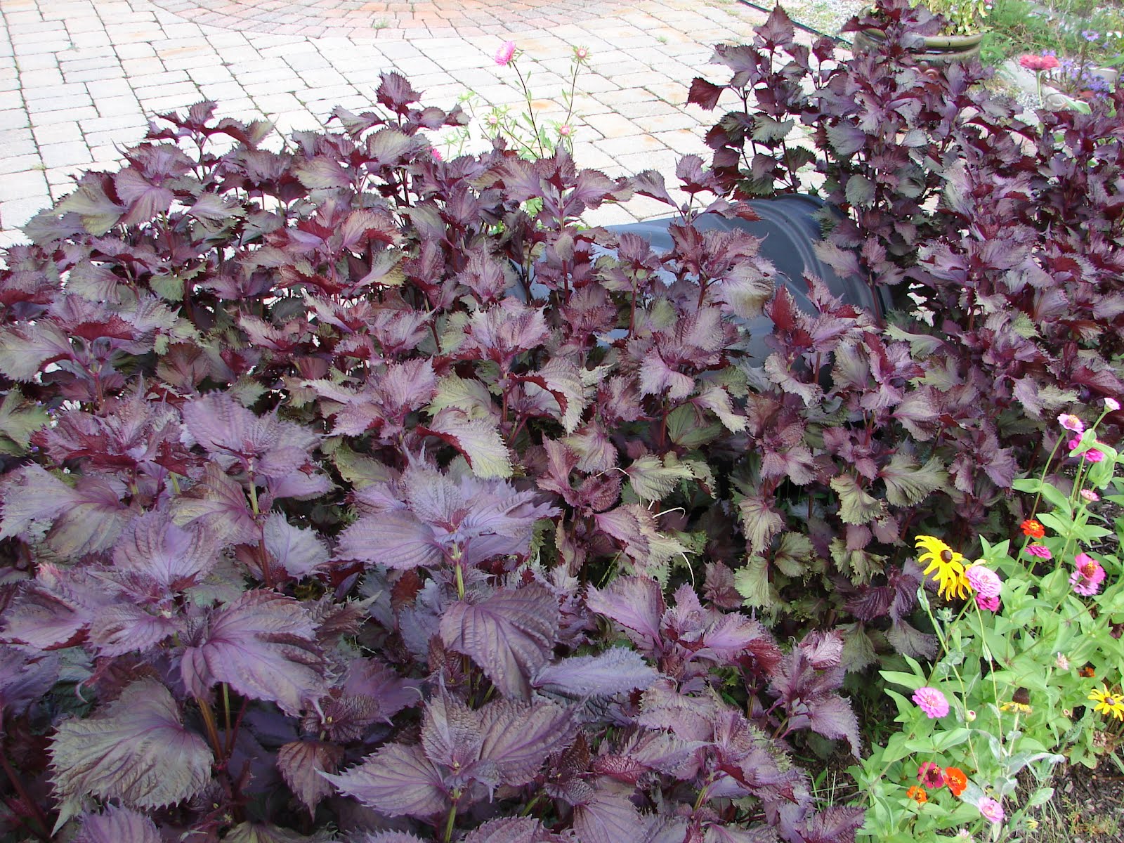 Purple Herb