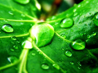 green nature image