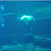 Concerning Belugas: Mysterious... murky water...