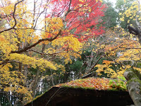 唐門上のもみじ 唐門上のもみじ