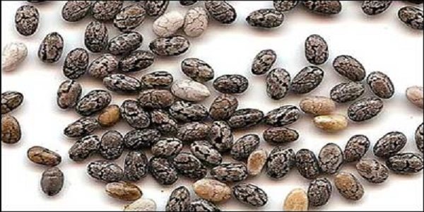 “MAGICAL SEEDS” That Cure Colon Cancer! They Do Wonders Inside Our Organism! chia
