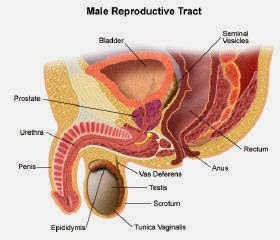 Improving your prostate function Male Extra