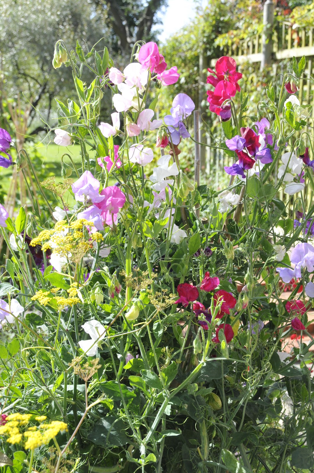 Helen Philipps Flower Patches