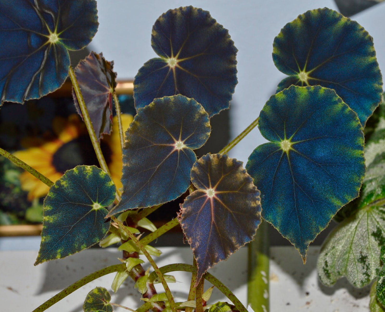 Botanische Raritäten Sammlung seltener Begonia species