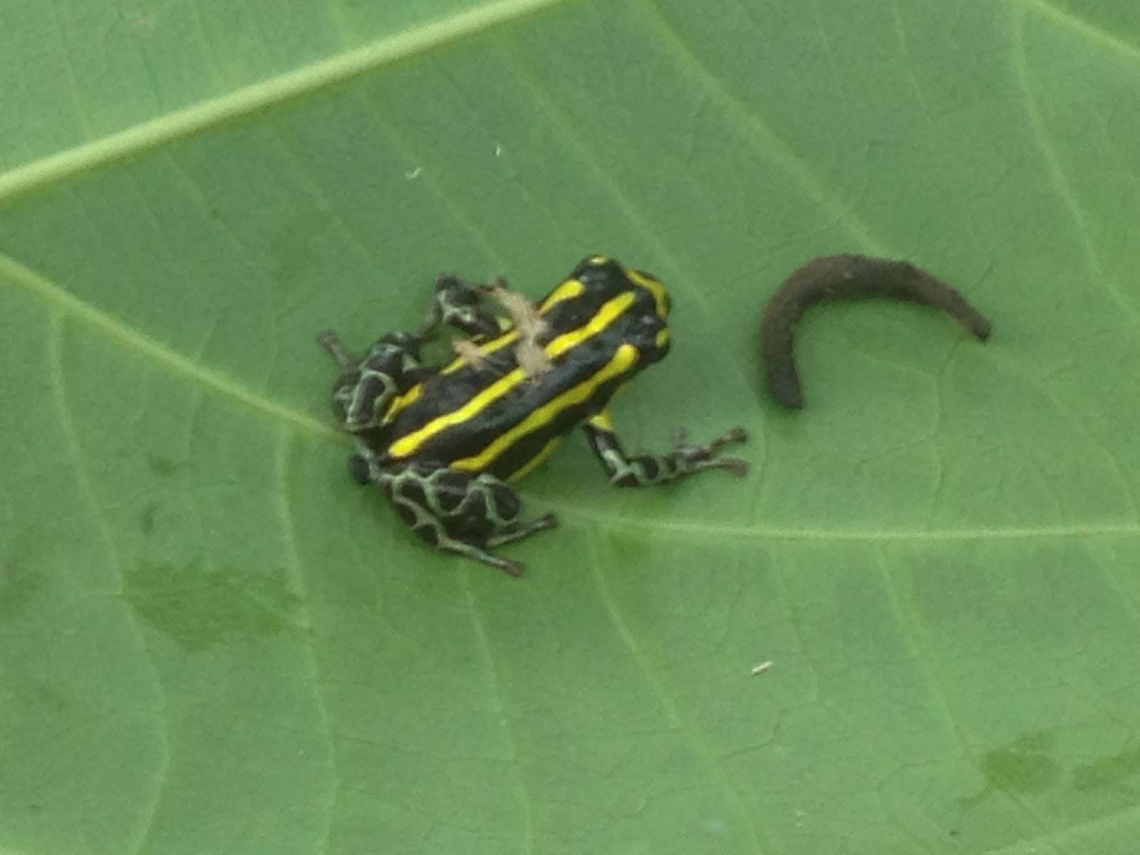 Hunting for the Elusive Poison Dart Frogs Tango 2 the Moon