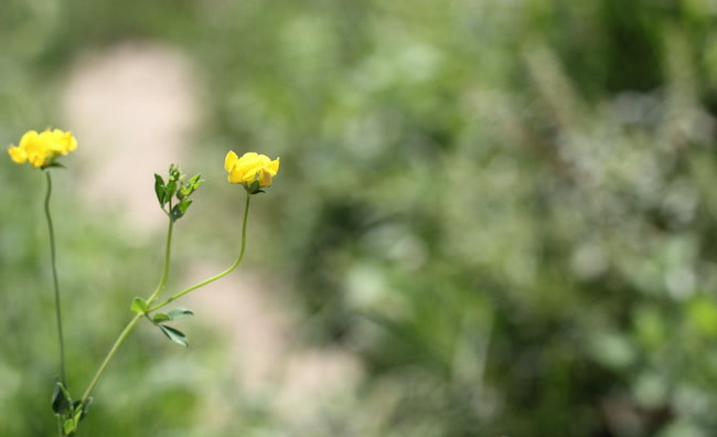 Birds-Foot Trefoil Flowers Birds-Foot Trefoil Flowers