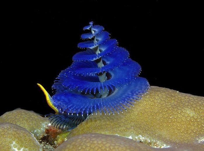 Beautiful Sea Animals ...