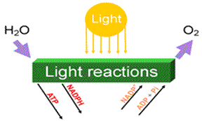 photosysthesis role of membranes Chloroplast structure the internal (thylakoid) membrane vesicles are organized into stacks, which reside in a matrix known as the stroma role in photosynthesis. photosysthesis role of membranes Chloroplast structure the internal (thylakoid) membrane vesicles are organized into stacks, which reside in a matrix known as the stroma role in photosynthesis.