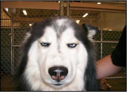 Skeptical_Dog.png
