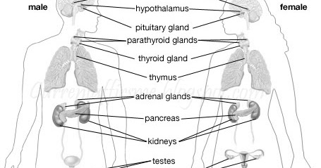 GK & Current Affairs for PSC Examinations: Endocrine & Exocrine Glands