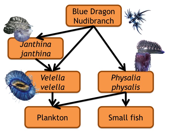 Rah Rah Radula! February 2013