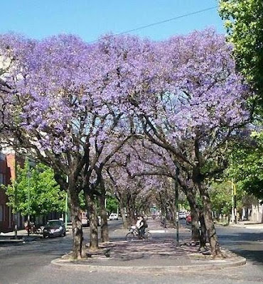 ciudad de la plata