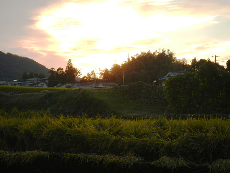 Sun setting over ripe rice Harvest time in southern Japan