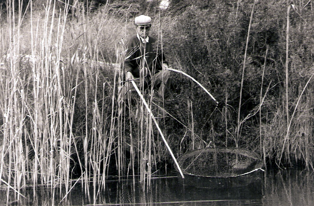 anguiles03.JPG