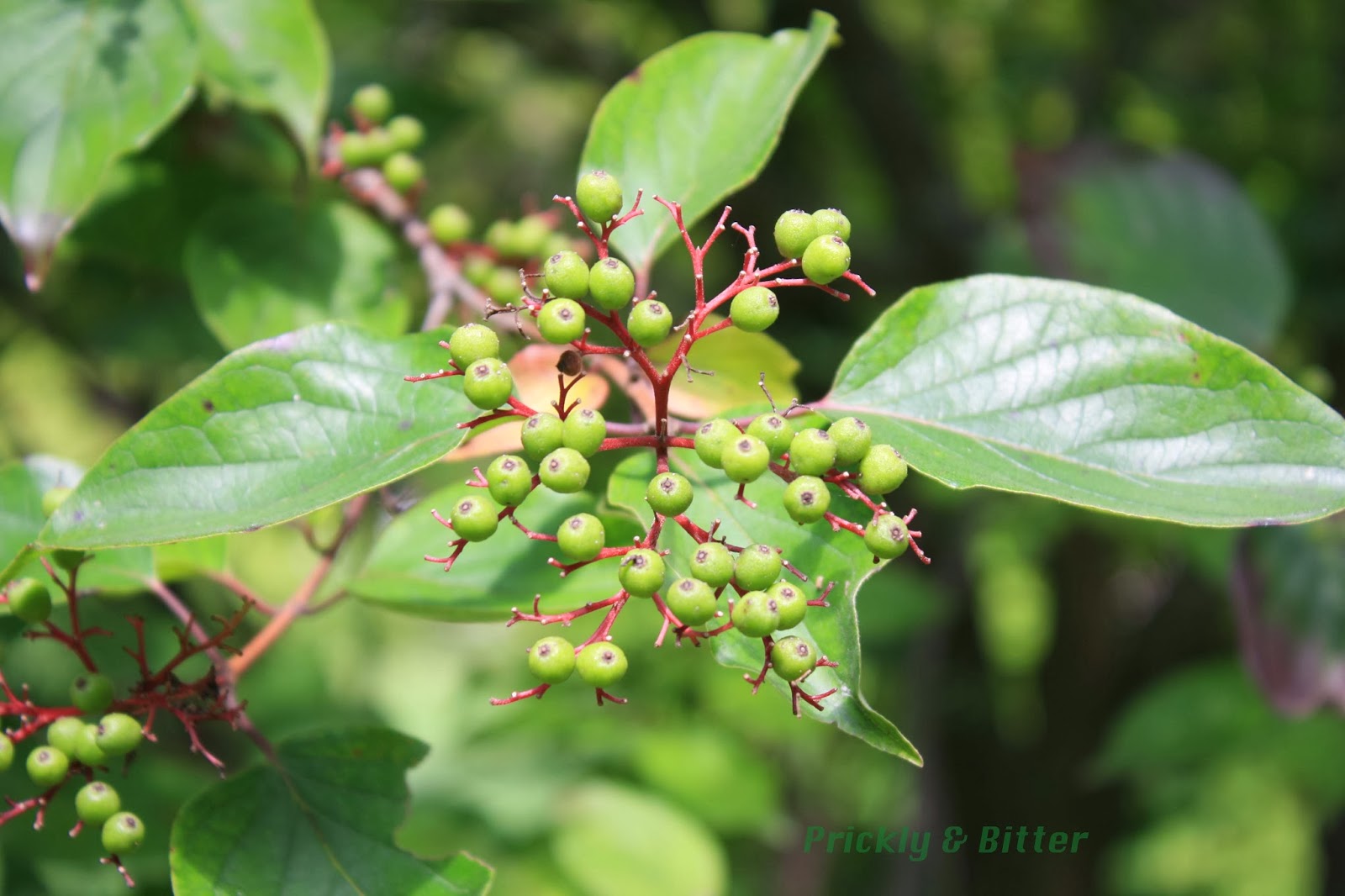 Prickly and Bitter The dogwood with sandpaper leaves