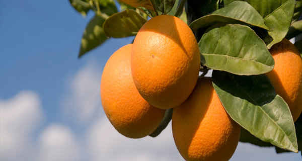 15 Foods With Almost No Calories and a Ton of Nutrients 15 Foods With Almost No Calories and a Ton of Nutrients weight loss