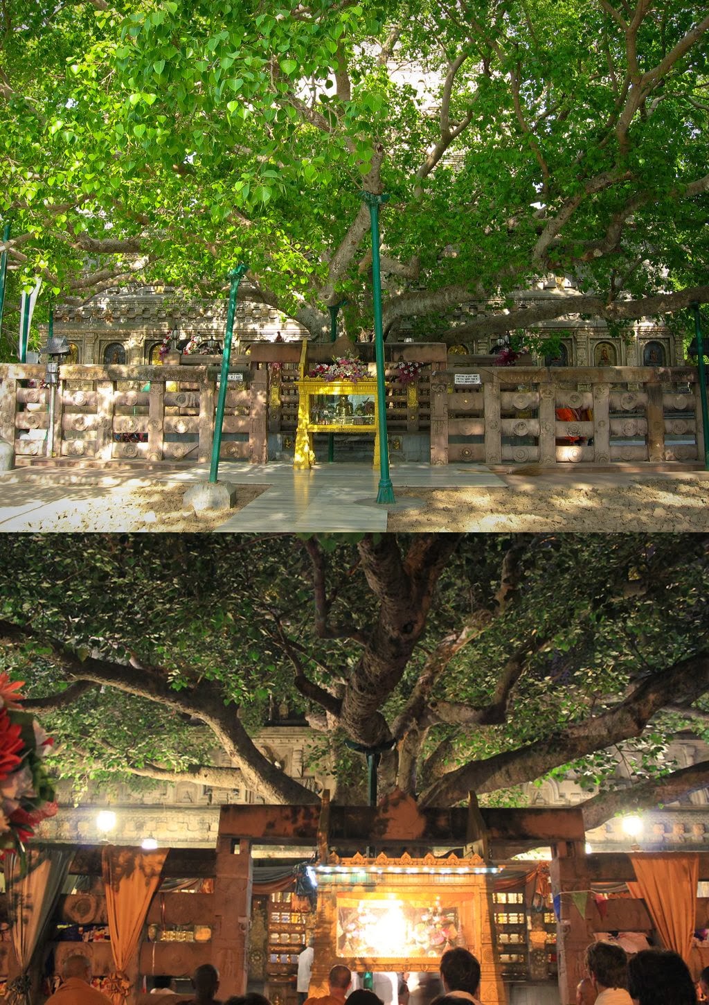 Raghu S Column With The Most Revered Tree
