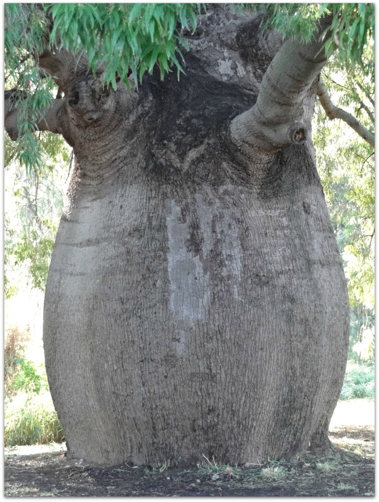 Snap Happy Online Destination Roma, Qld, and the big Bottle Tree