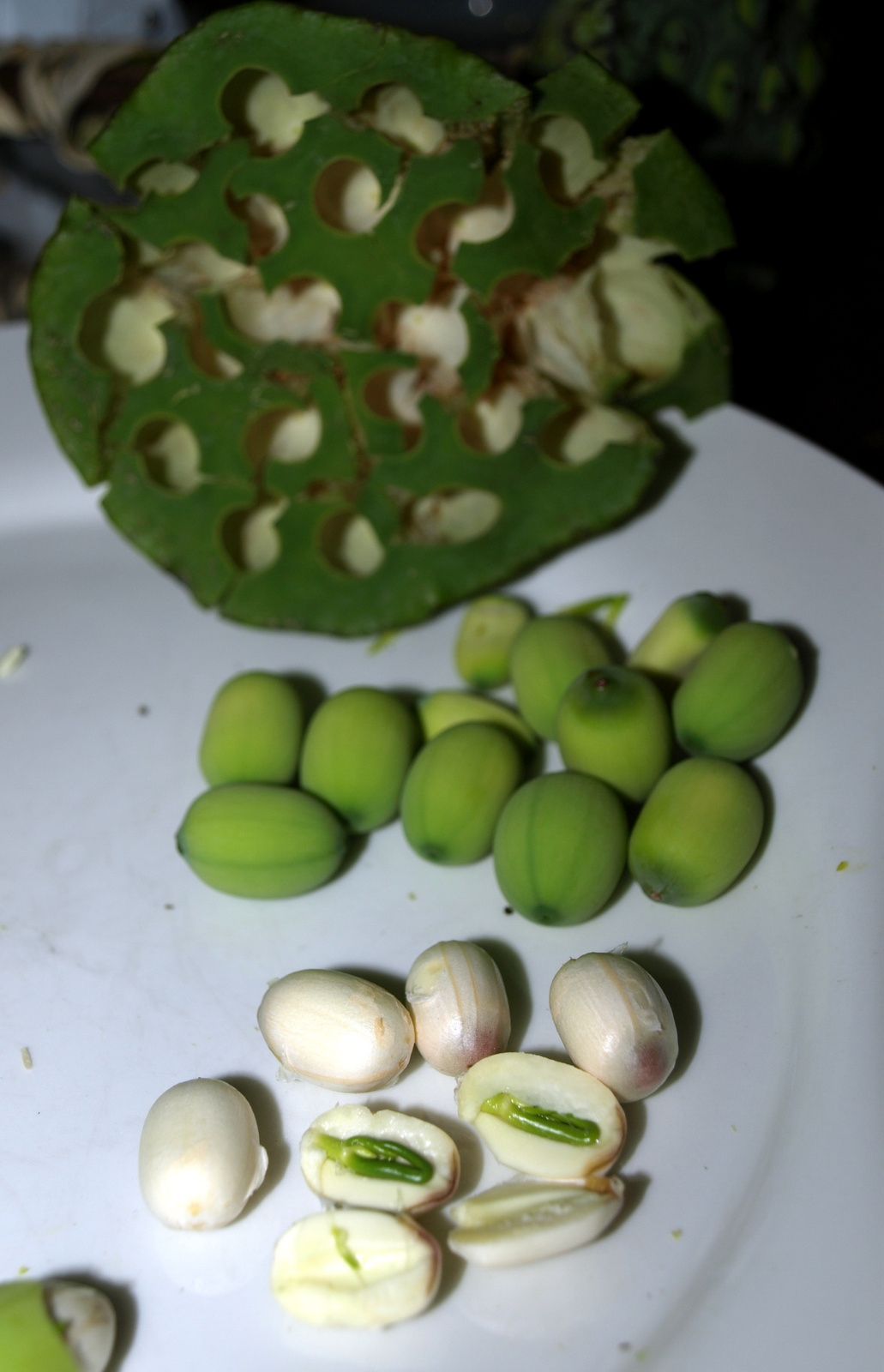 Top of the Phnom On the street Fresh Lotus Seeds