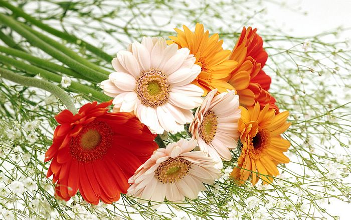 Beautiful Flowers Wallpapers - Latest News