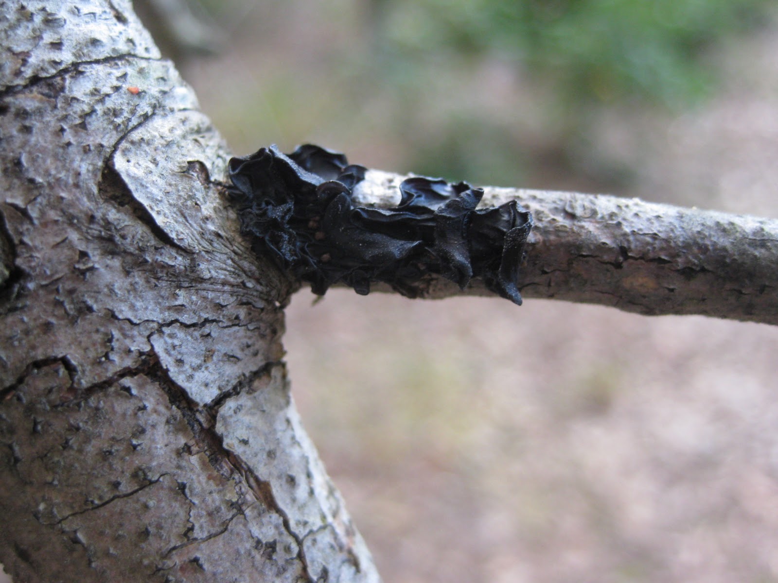 bearded-dragon-black-fungus-2.jpg
