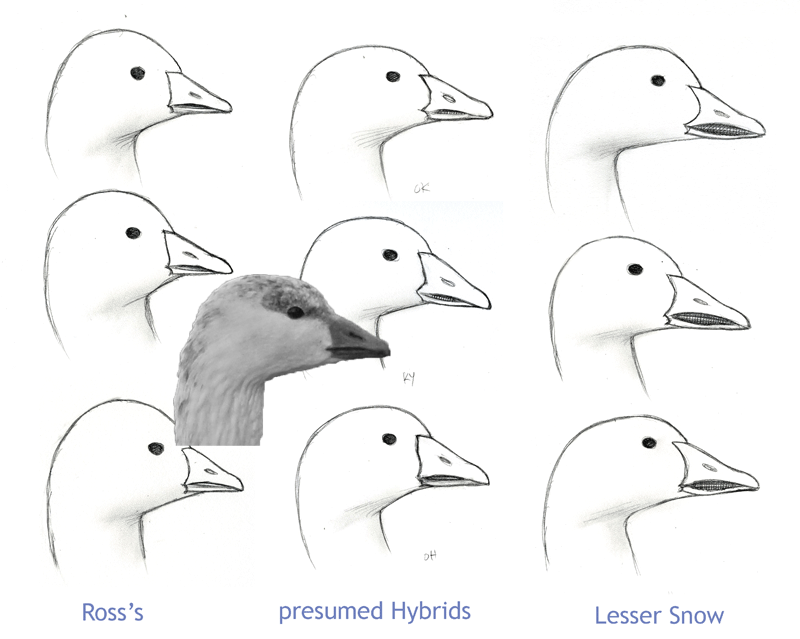 Birding Is Fun! Ross's vs. Snow Goose