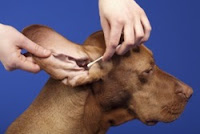 Como limpar o ouvido de um cachorro Limpeza de ouvido de cachorro com cotonete