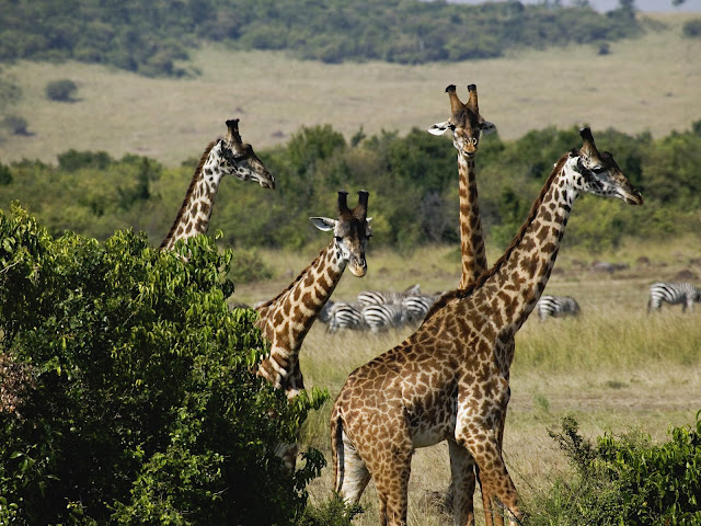 صور حيوانات رائعة جدا Giraffes%252C+Kenya