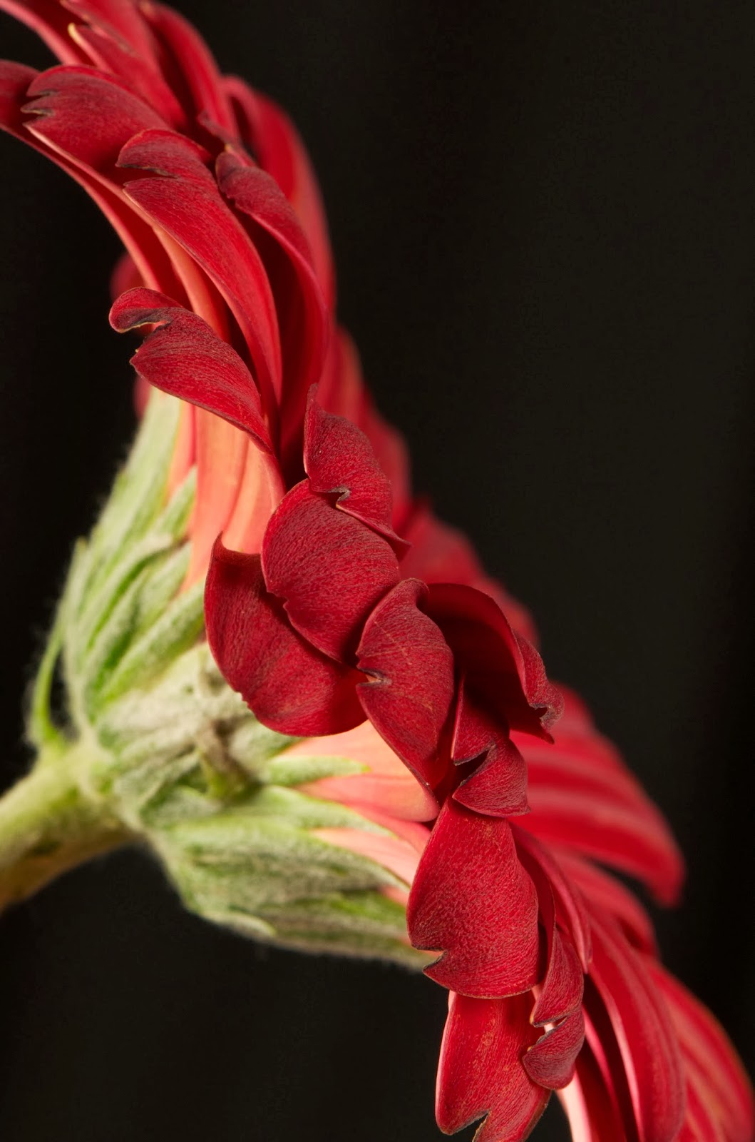 Side Lines, copyright 2014, Stephanie Maatta Smith side view of a Gerbera daisy