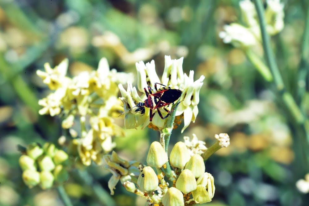 Yellow-bellied Bee Assassin Bug, Apiomerus flaviventris_4587