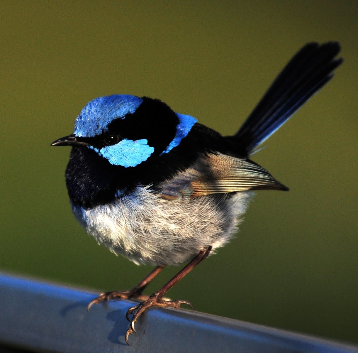 JACKMARINO® SUPERB FAIRYWREN