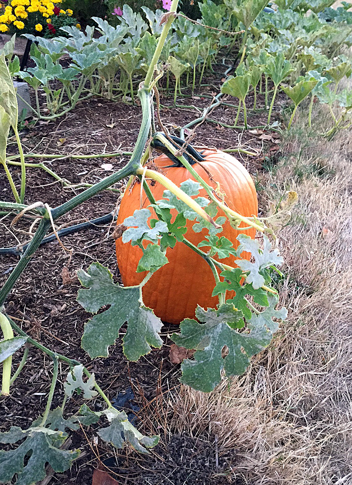 Old Fashion Halloween Pumpkin Patch