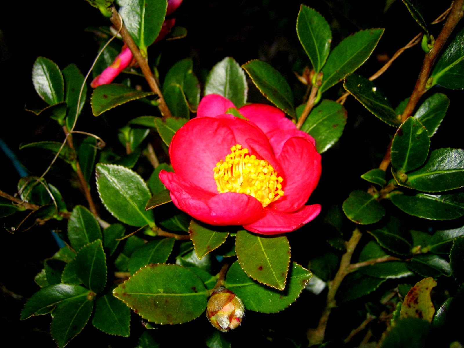 Alabama Rose and Flower Garden from a NonGreen Thumb December Bloom Day