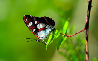 Butterfly on Green Leaf Awesome HD Wallpaper