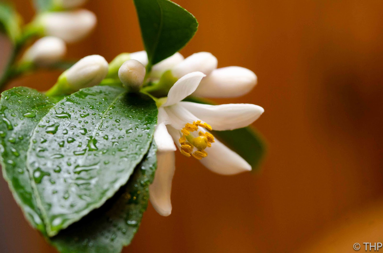 Sunroom Gardening First Meyer Lemon Tree Flower!