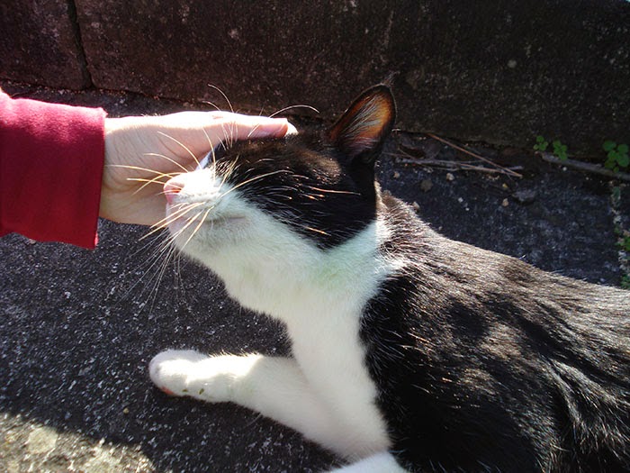 Cat Rescue In Japan Japan Blog Tokyo Osaka Nagoya Kyoto