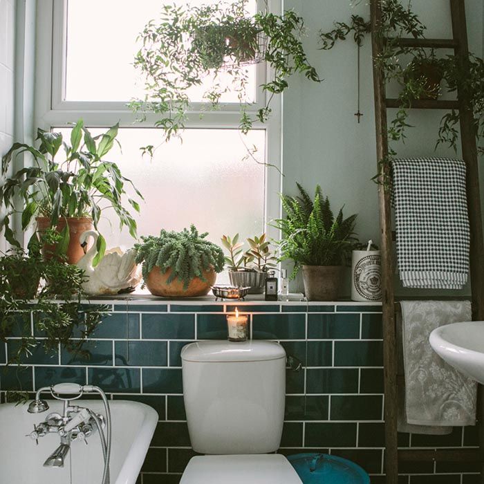 plante pour salle de bain avec fenetre