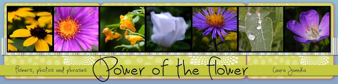 Power of the Flower