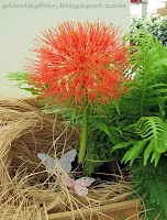 Scadoxus multiflorus