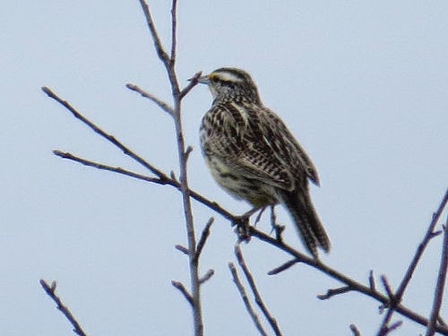 meadowlark
