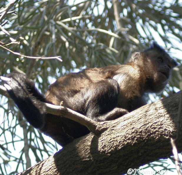 South African Photographs Monkey House Part 4 Capuchin Monkey