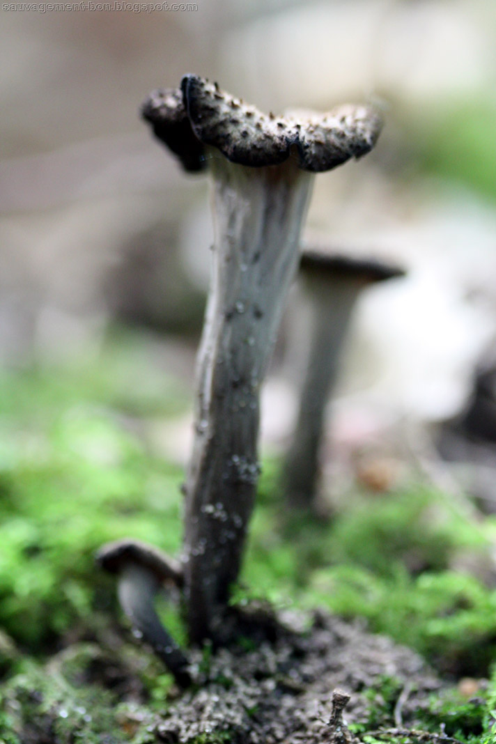 Noix : Où et quand les ramasser - Chasseurs de champignons