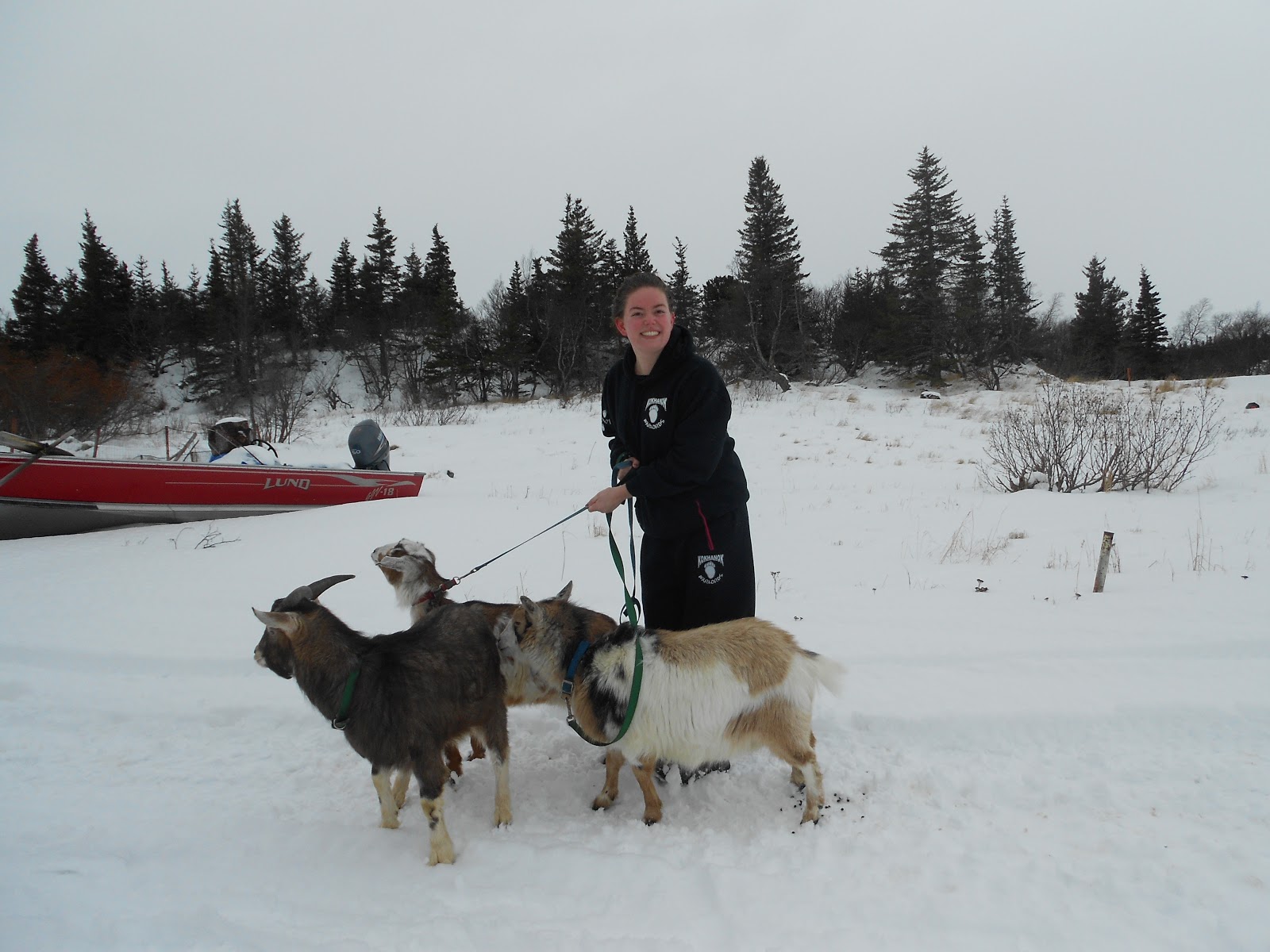 Alaska The Last Frontier What am I doing with goats on a leash?