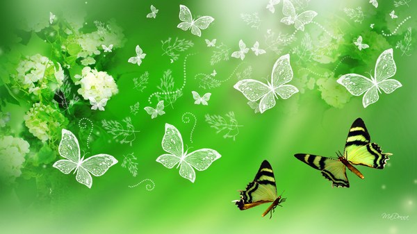 Green Butterfly HD Desktop Wallpaper