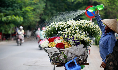 [Image: ha-noi-dep-tinh-khoi-mua-cuc-hoa-mi-6.jpg]