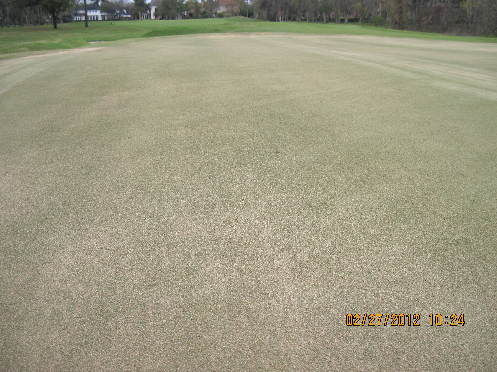 Bay Oaks Country Club Golf Course Maintenance Verticutting and